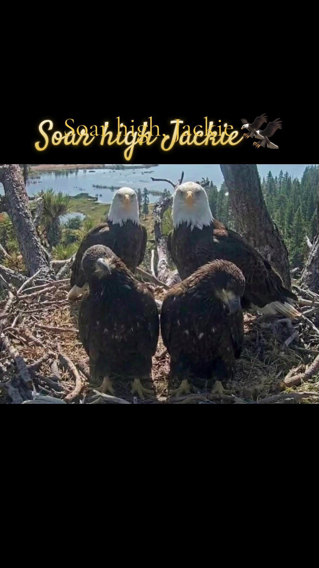 @AJ Eagles