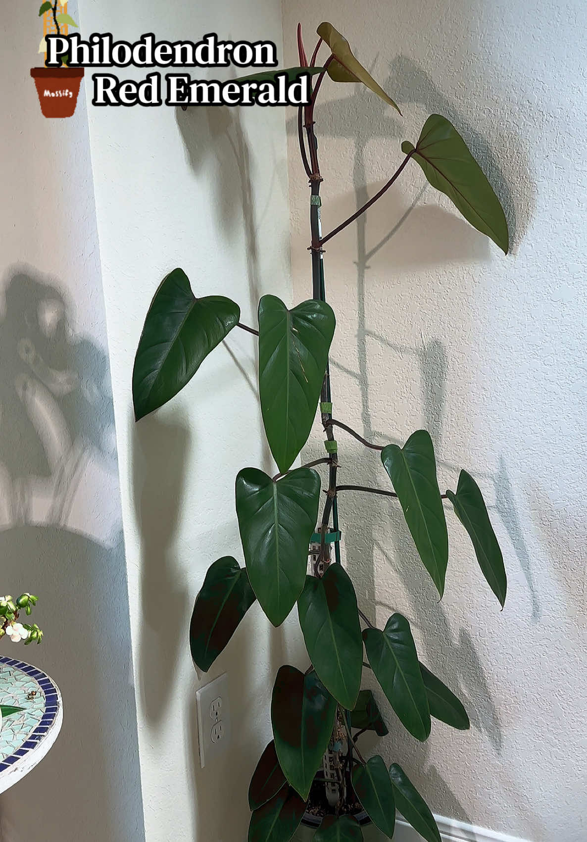 @Plants by Marco