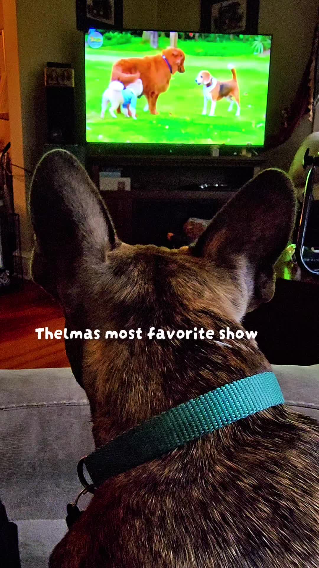 @JBear w/ Thelma and Louise🐾🐾