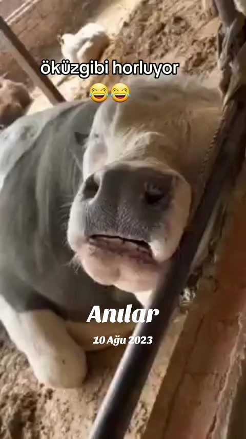 @yılmaz &Ccedil;etinkaya