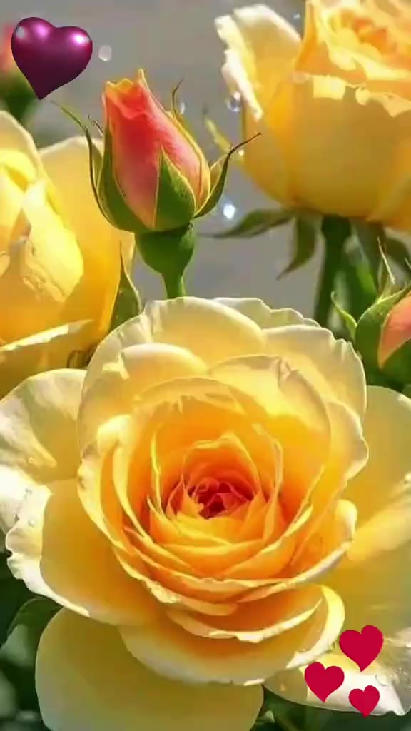 @🦋M.🦋G.🦋VIJAYALETCHUMY ❤