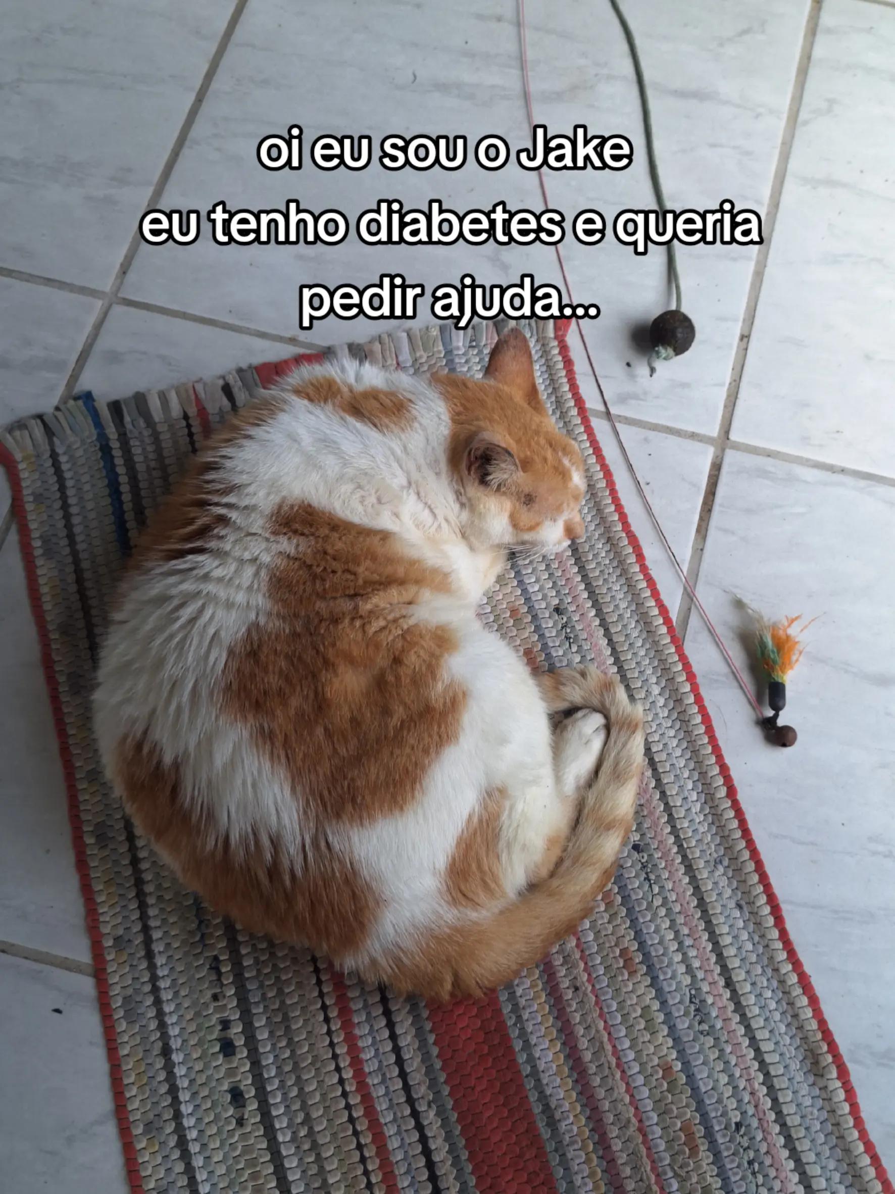 @casa dos gatos