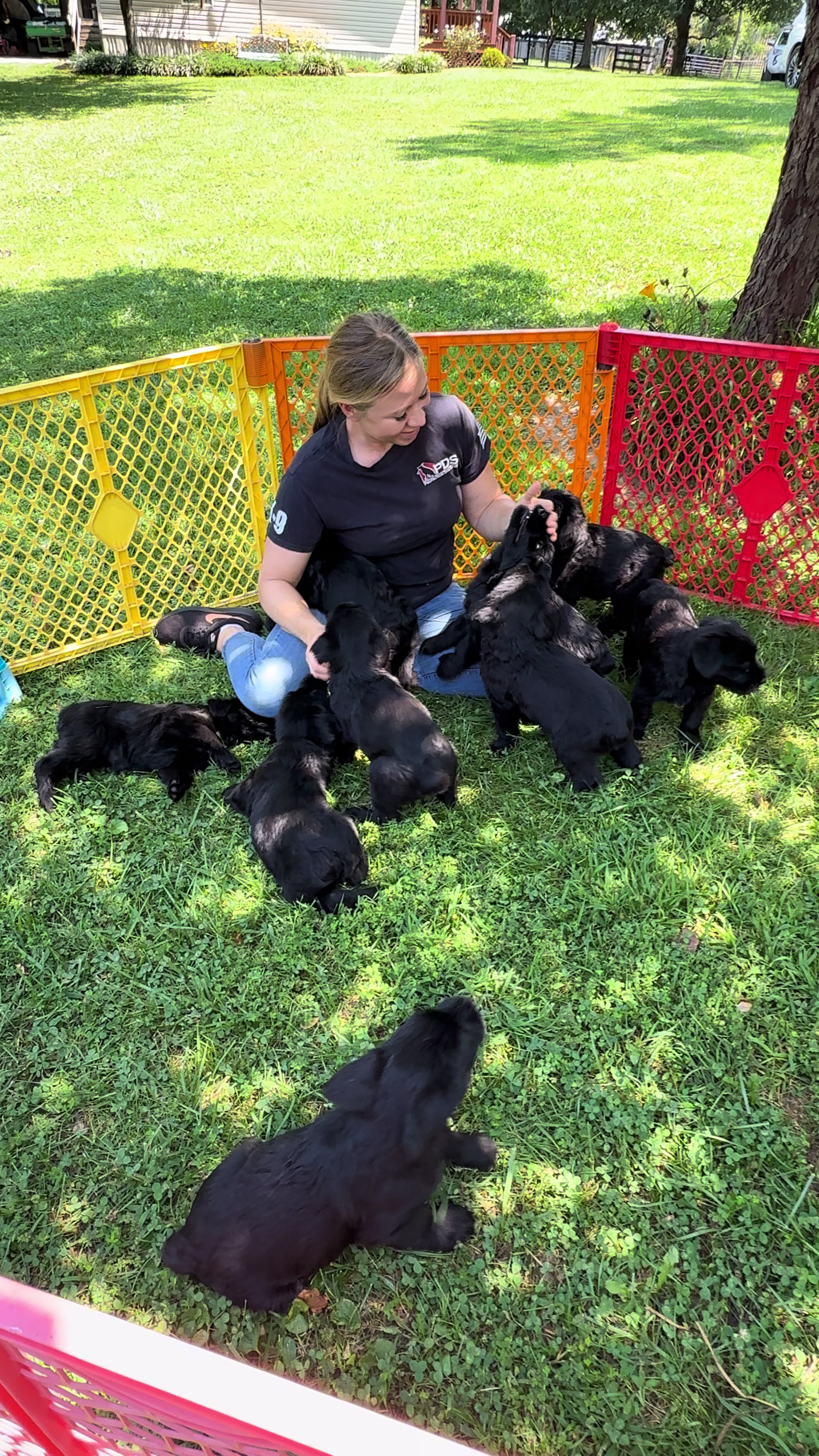 @Protection Dog Sales