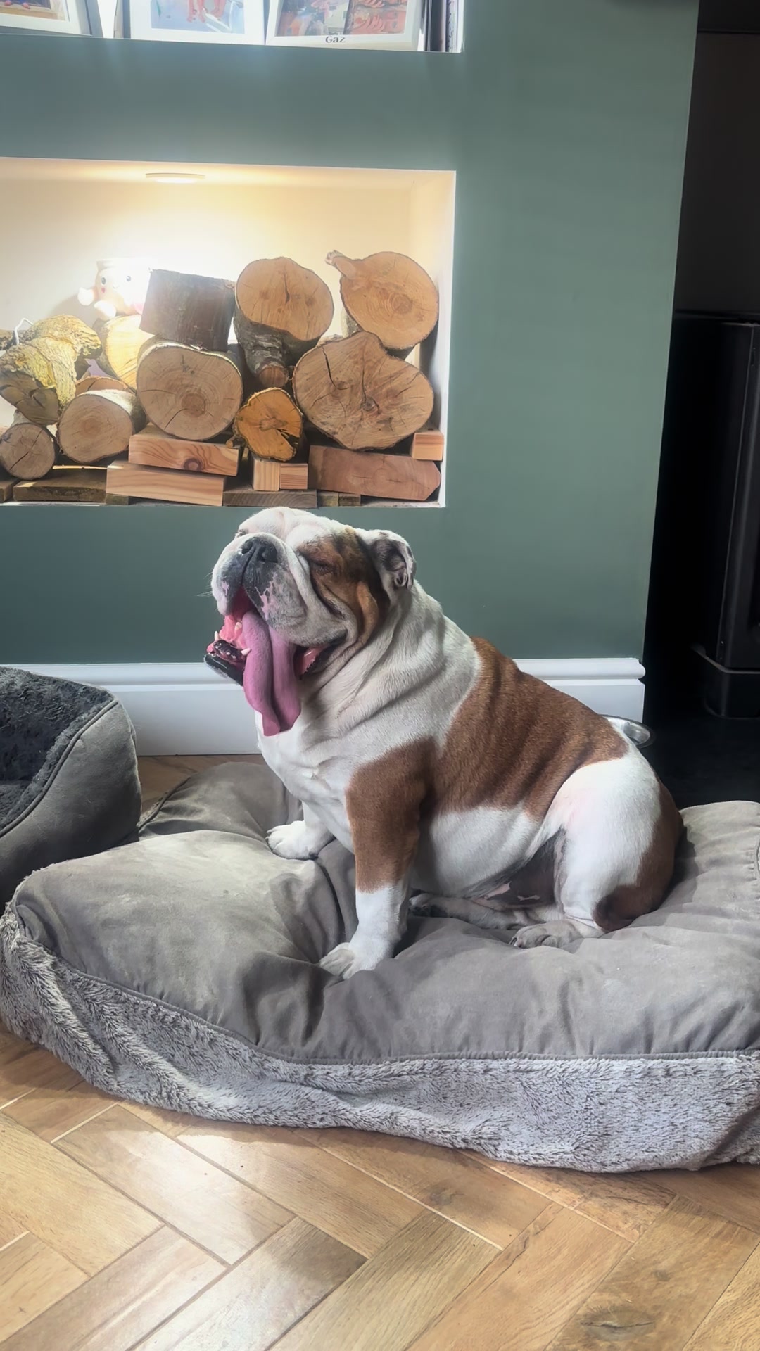@Nessa the Bulldog 8
