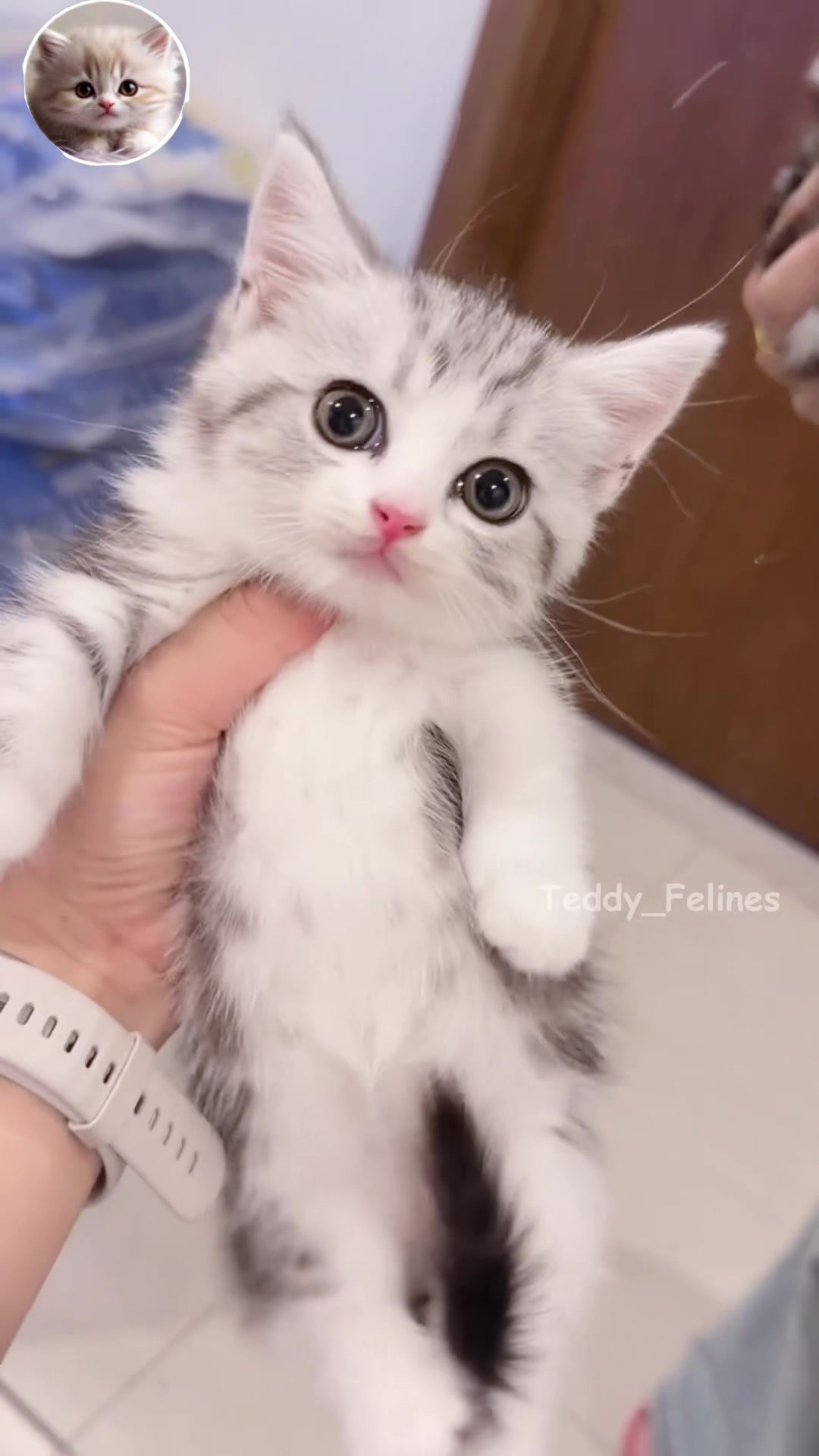 @Teddy_Felines 🧸🐾