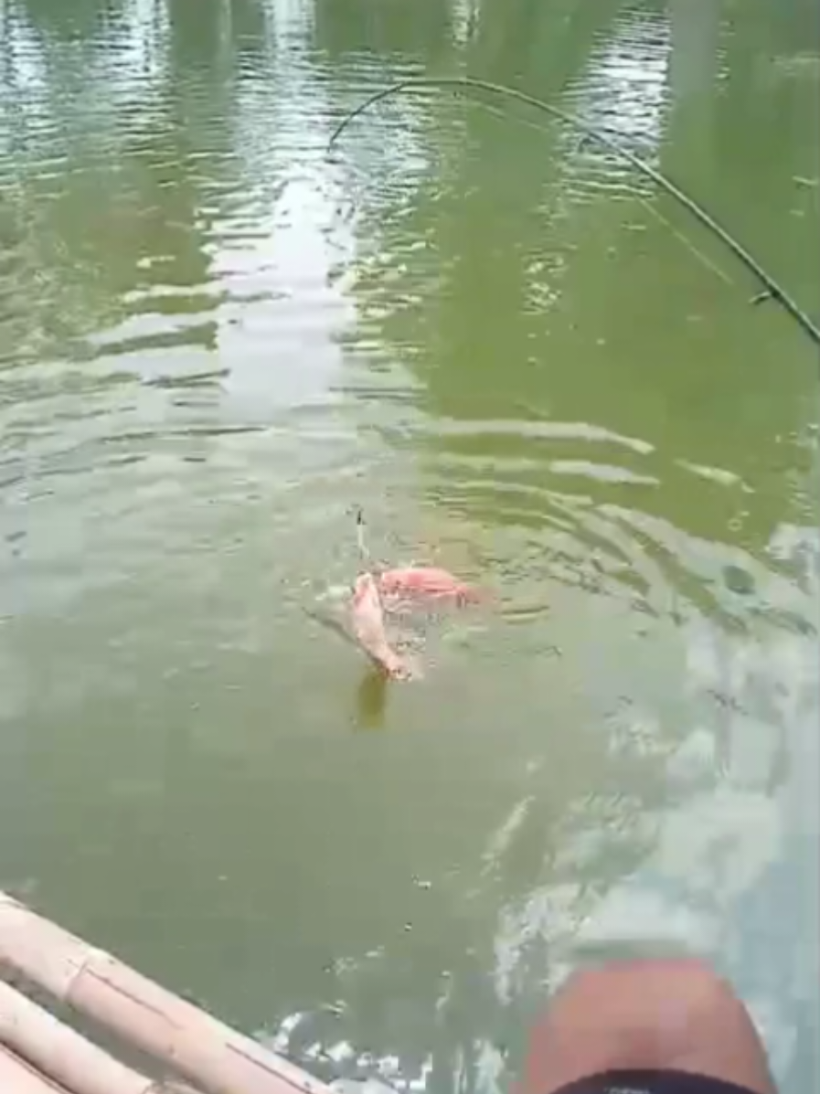 @erdin mancing