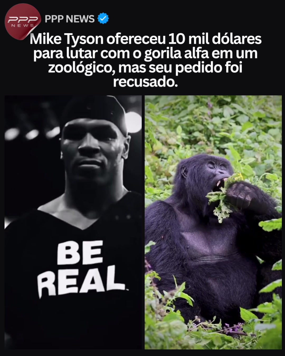 @PITBULL PLANET