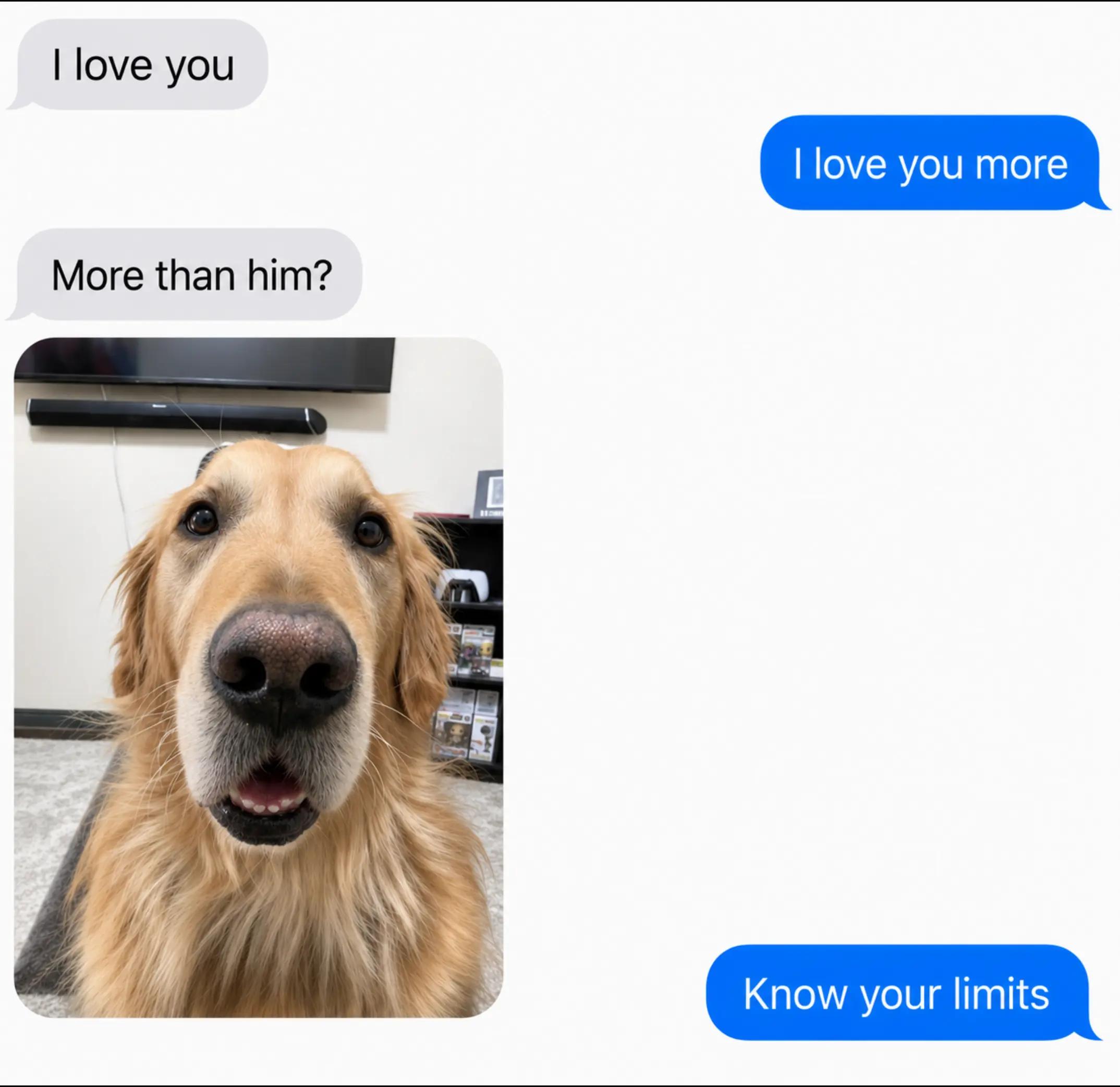 @FINN | The Golden Retriever