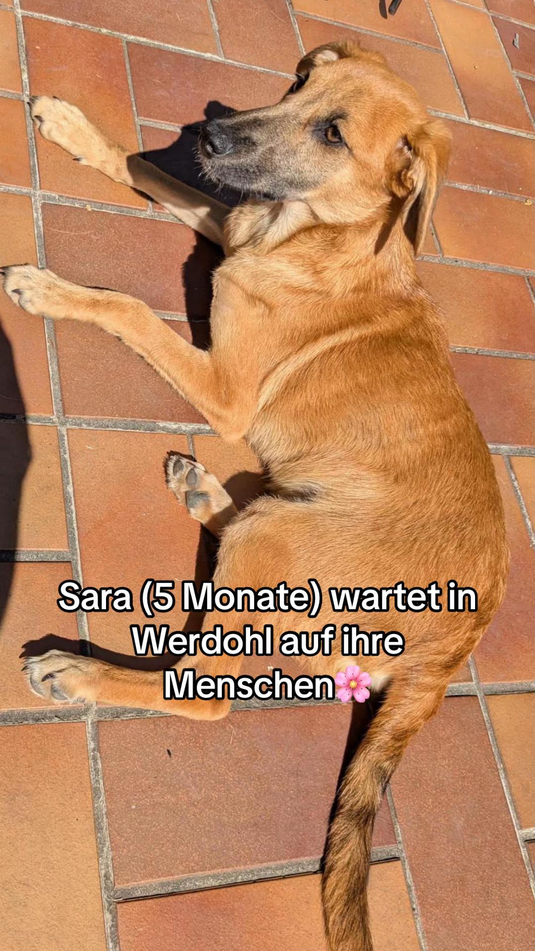 @Ankerhunde e.V.