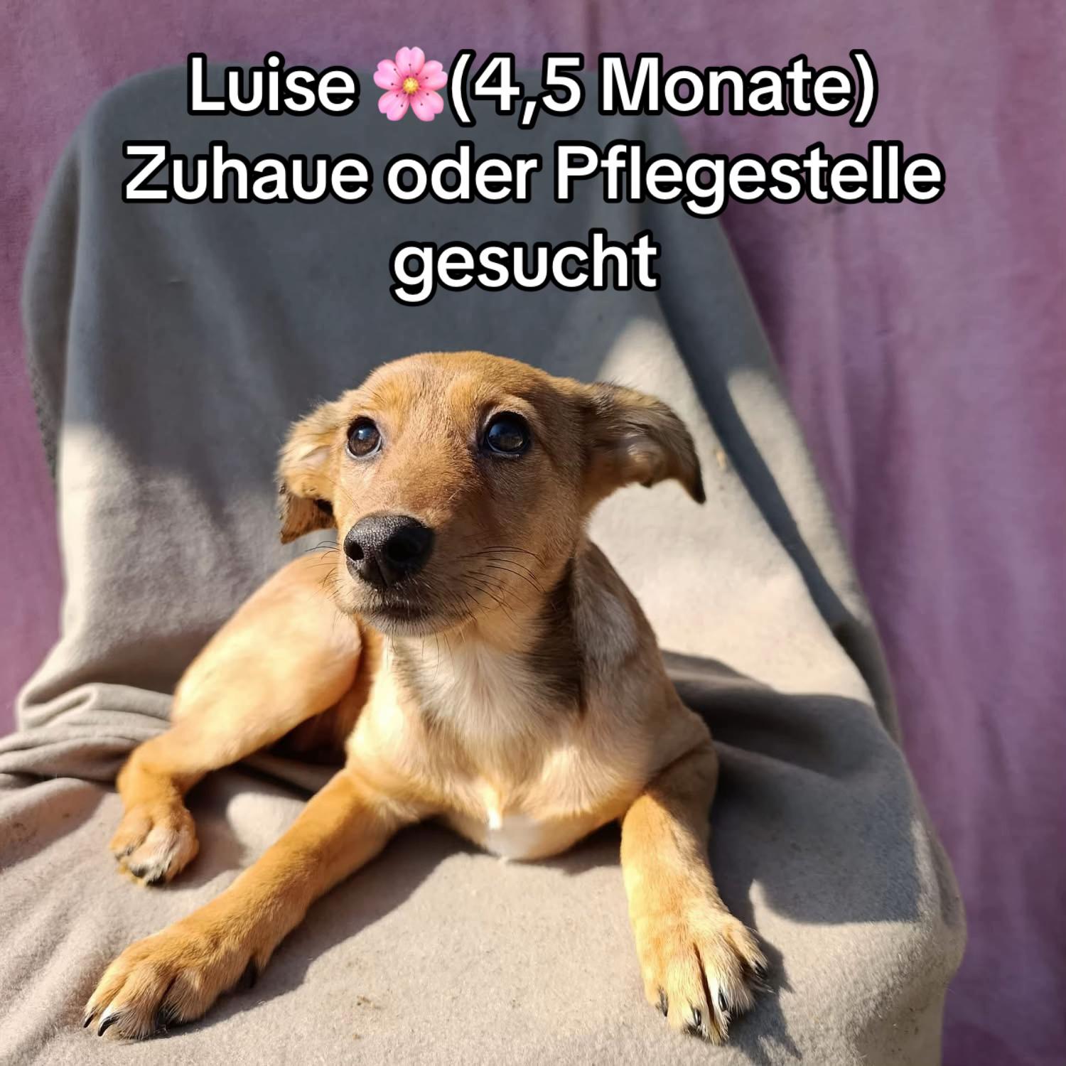 @Ankerhunde e.V.