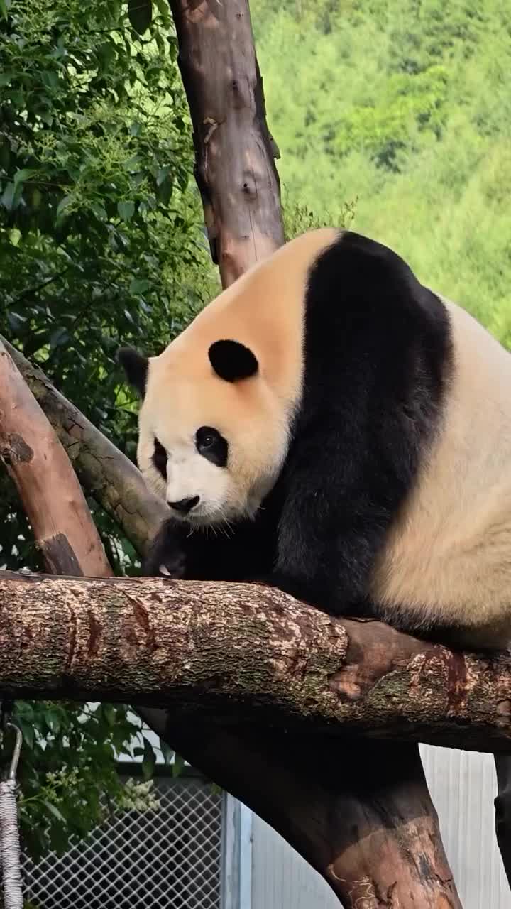 @pandy_pandaa