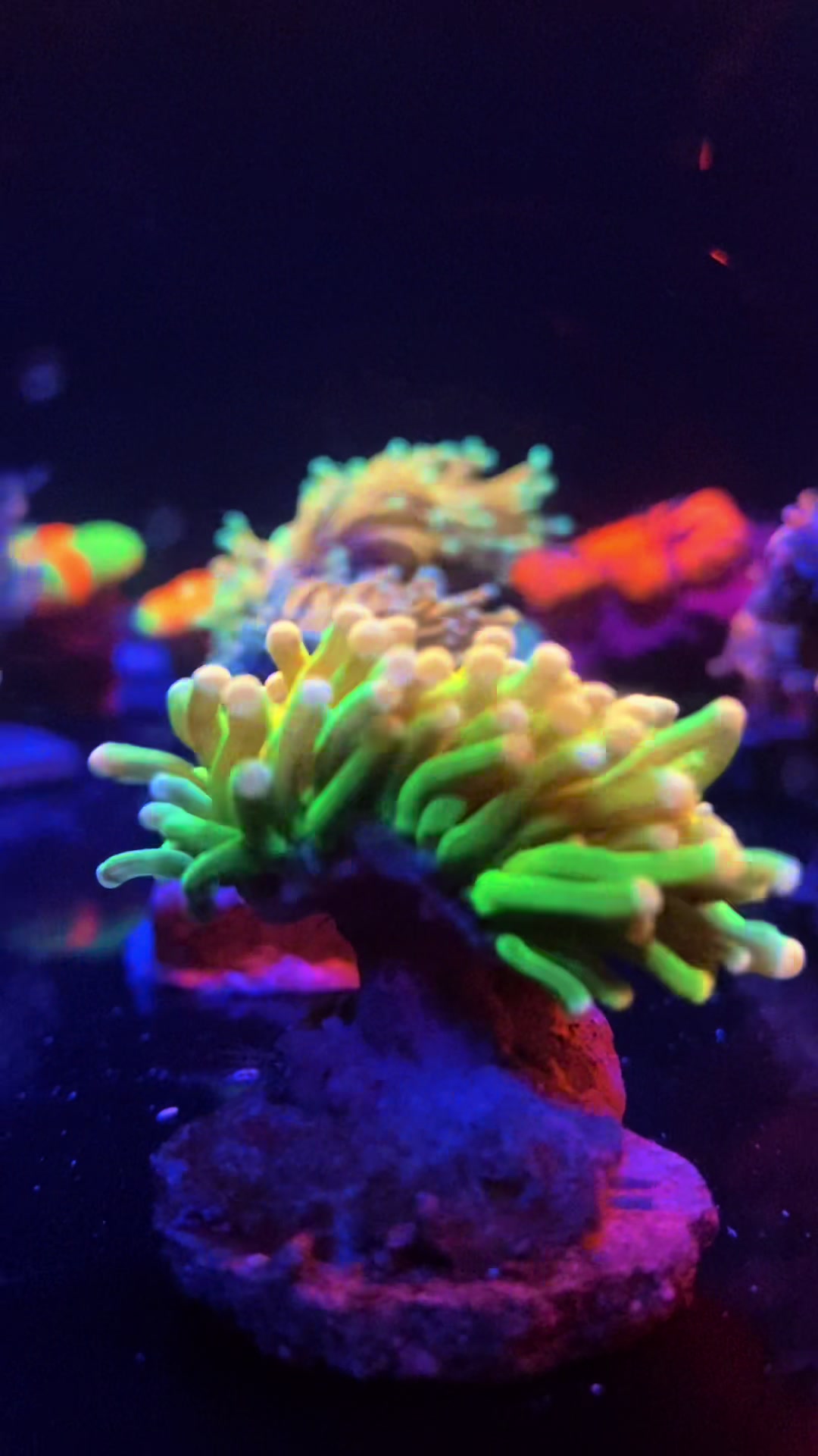 @Ts_reefs