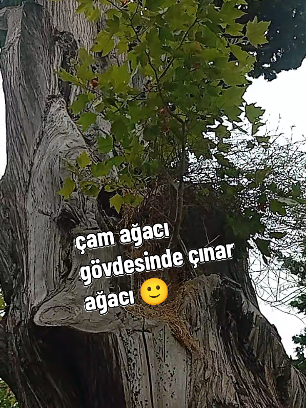 @&ccedil;etin01_34 god'sman