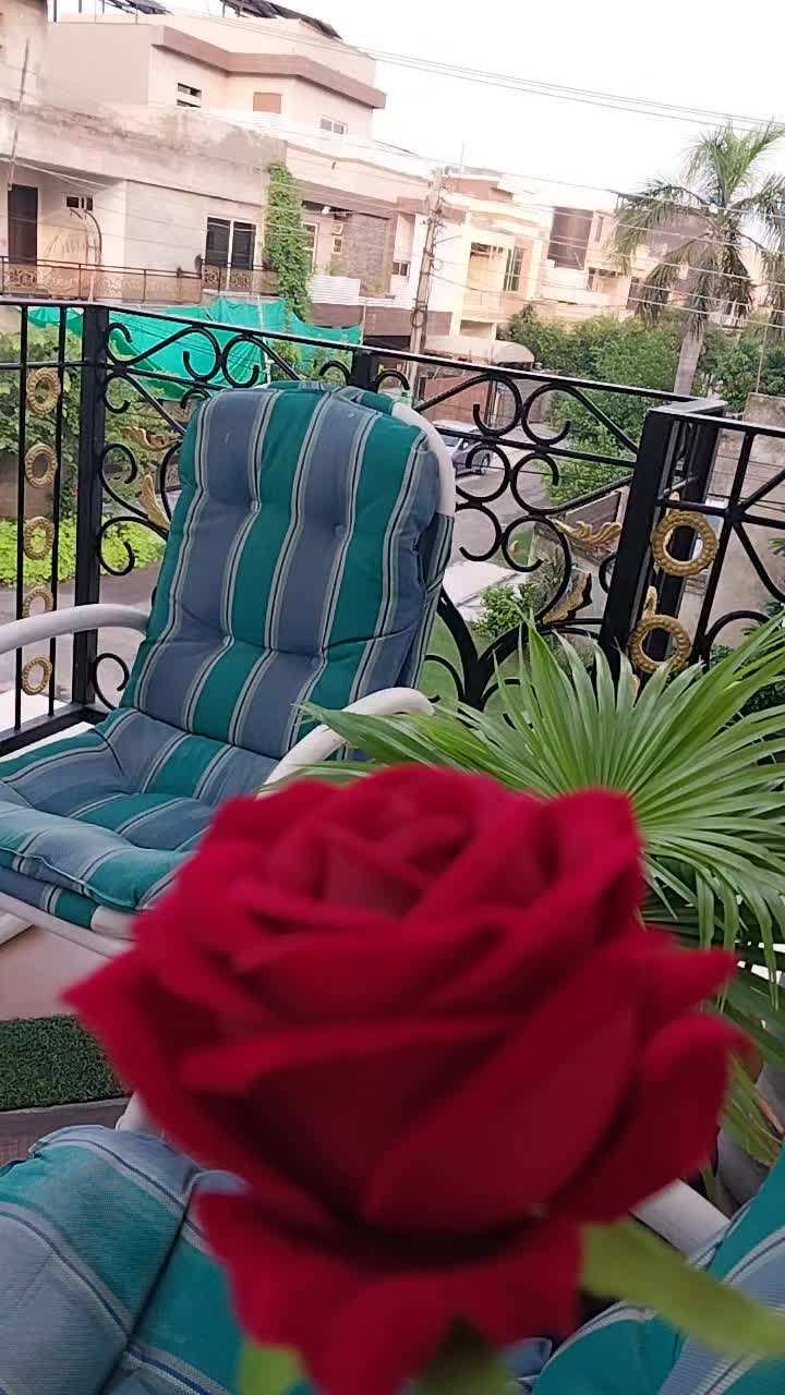 @sumaira Tahir zaman