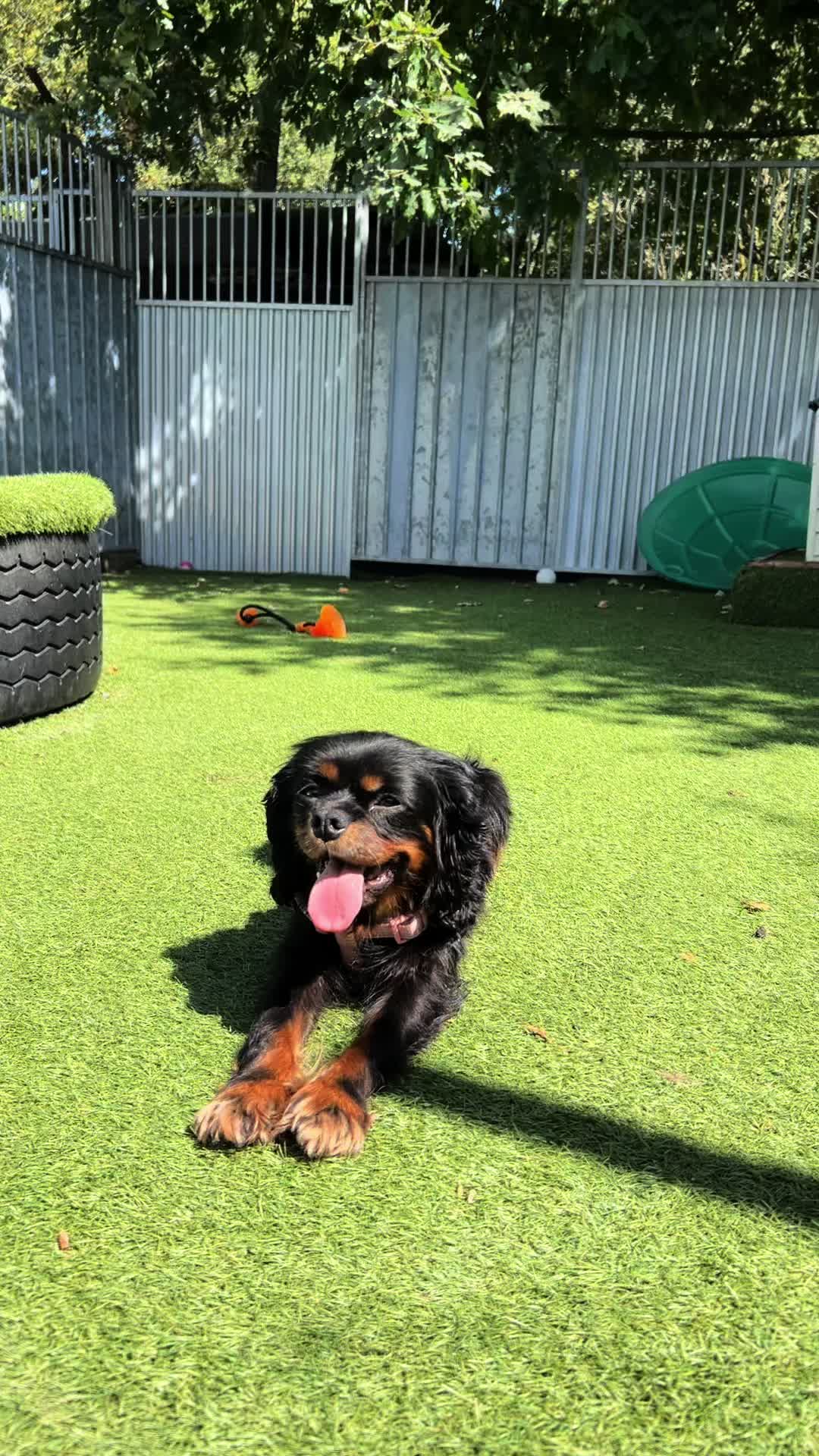 @Many Tears Animal Rescue🐾