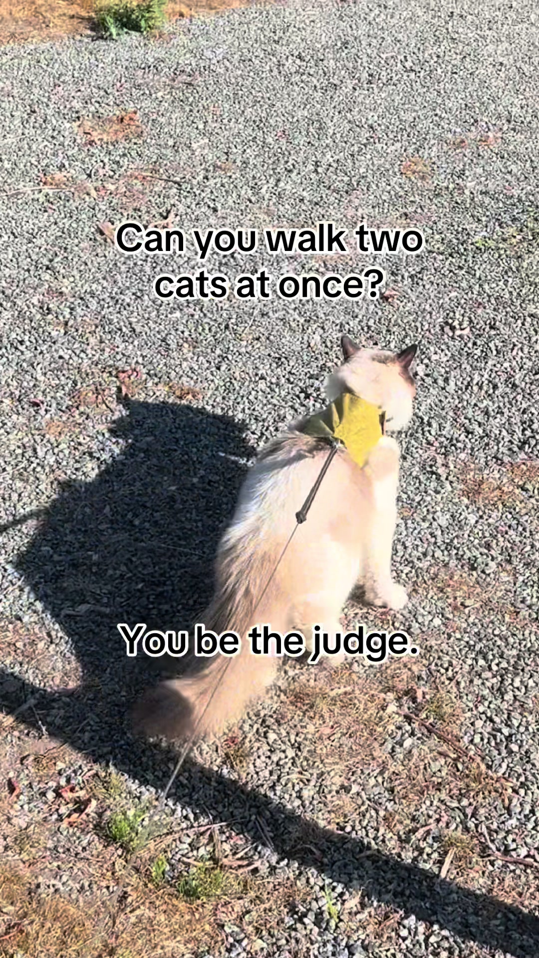 @Luna and Loki