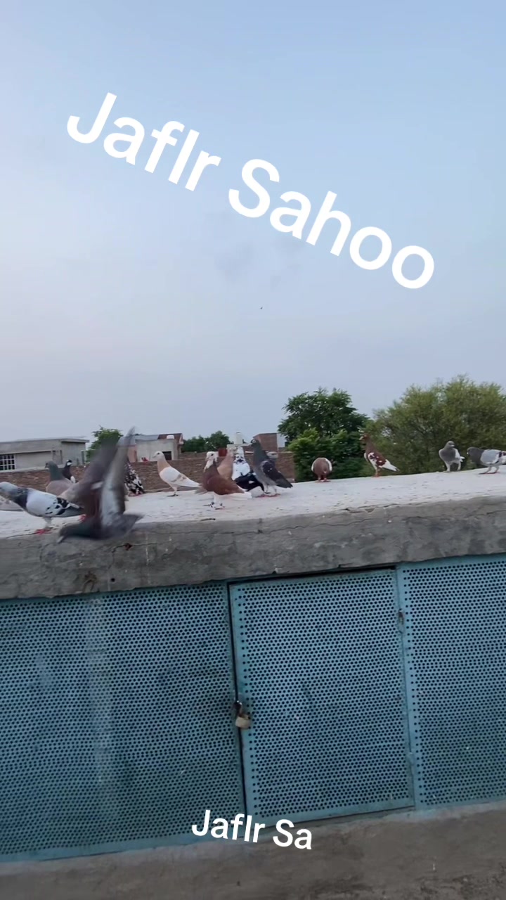 @J@£!R S@H00 111🦅
