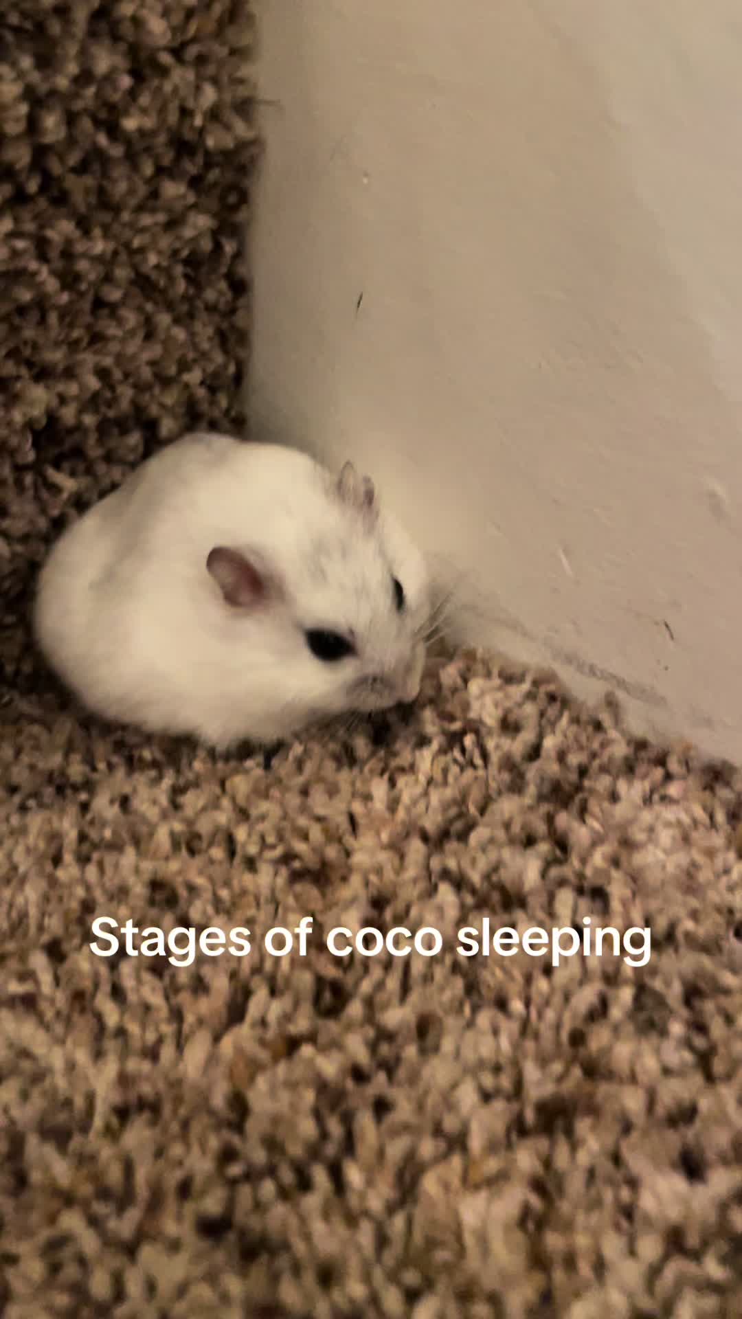 @MoChi&CoCo