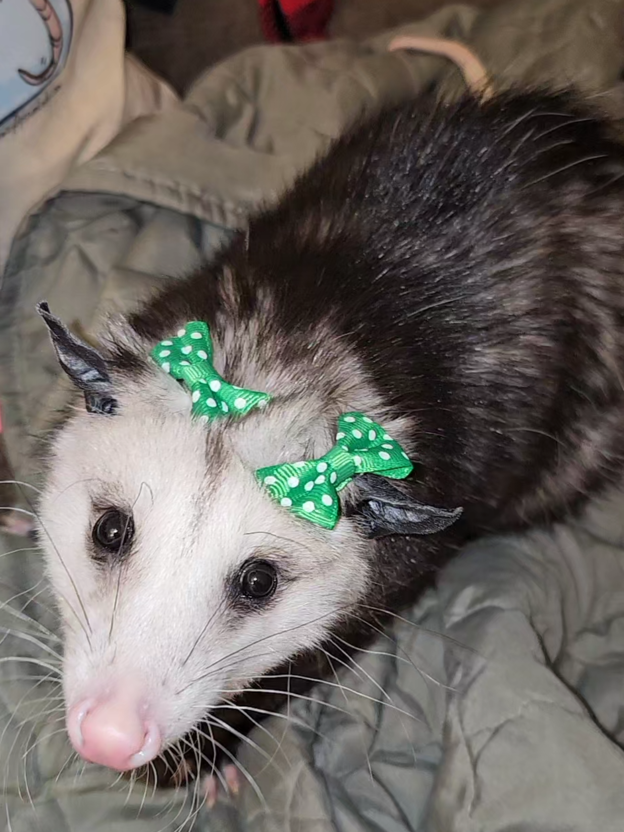 @OPOSSUMDAWGMOM