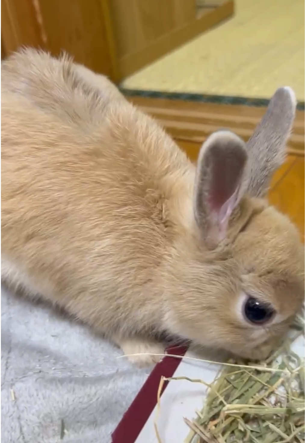 @코유ちゃんᲘ𐑼♡