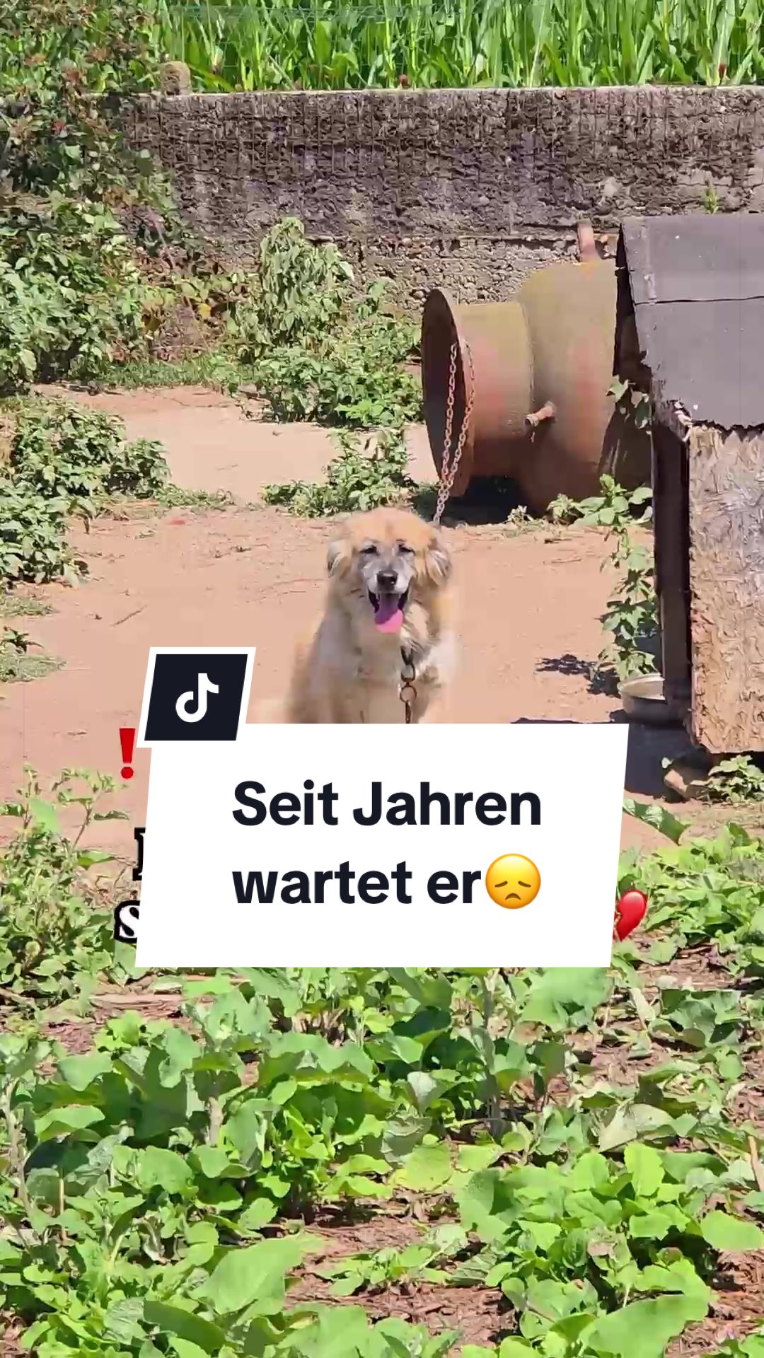 @Ein Herz f&uuml;r Streuner e.V.
