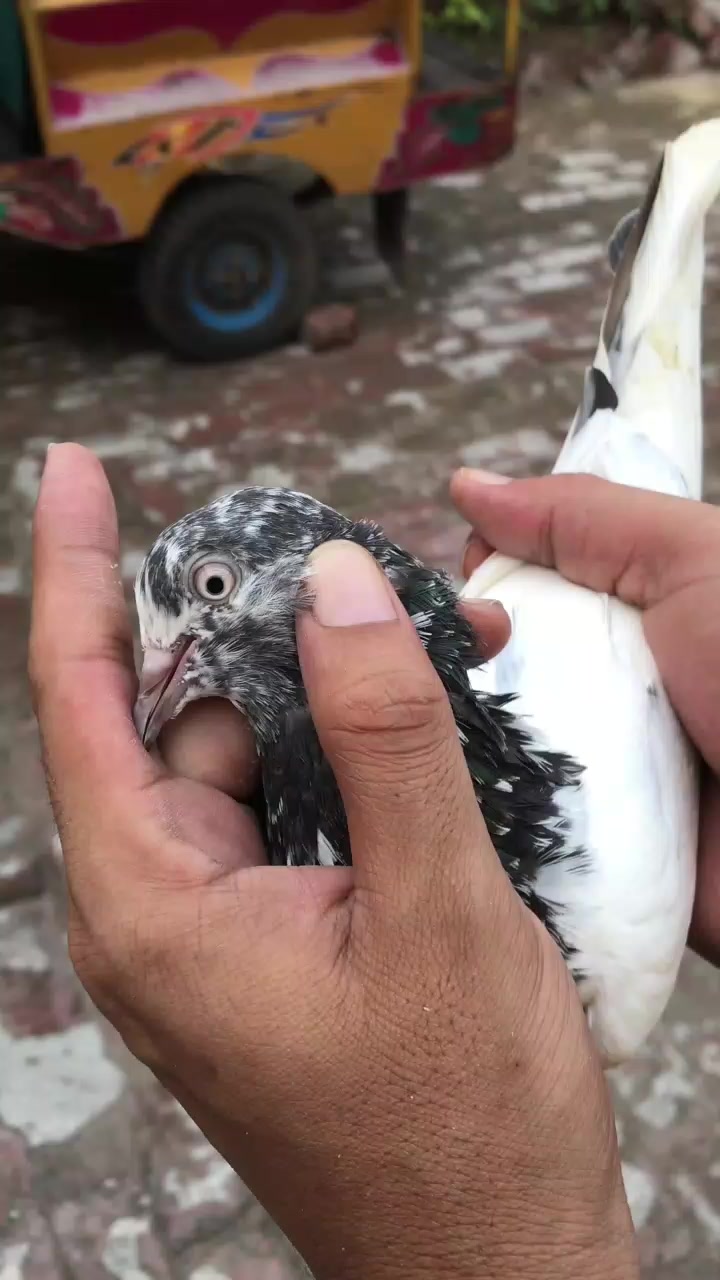 @Gujjar🦅