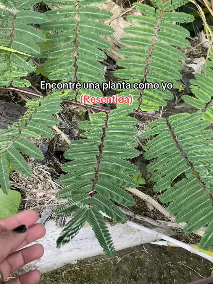 @Bomboncita🤍