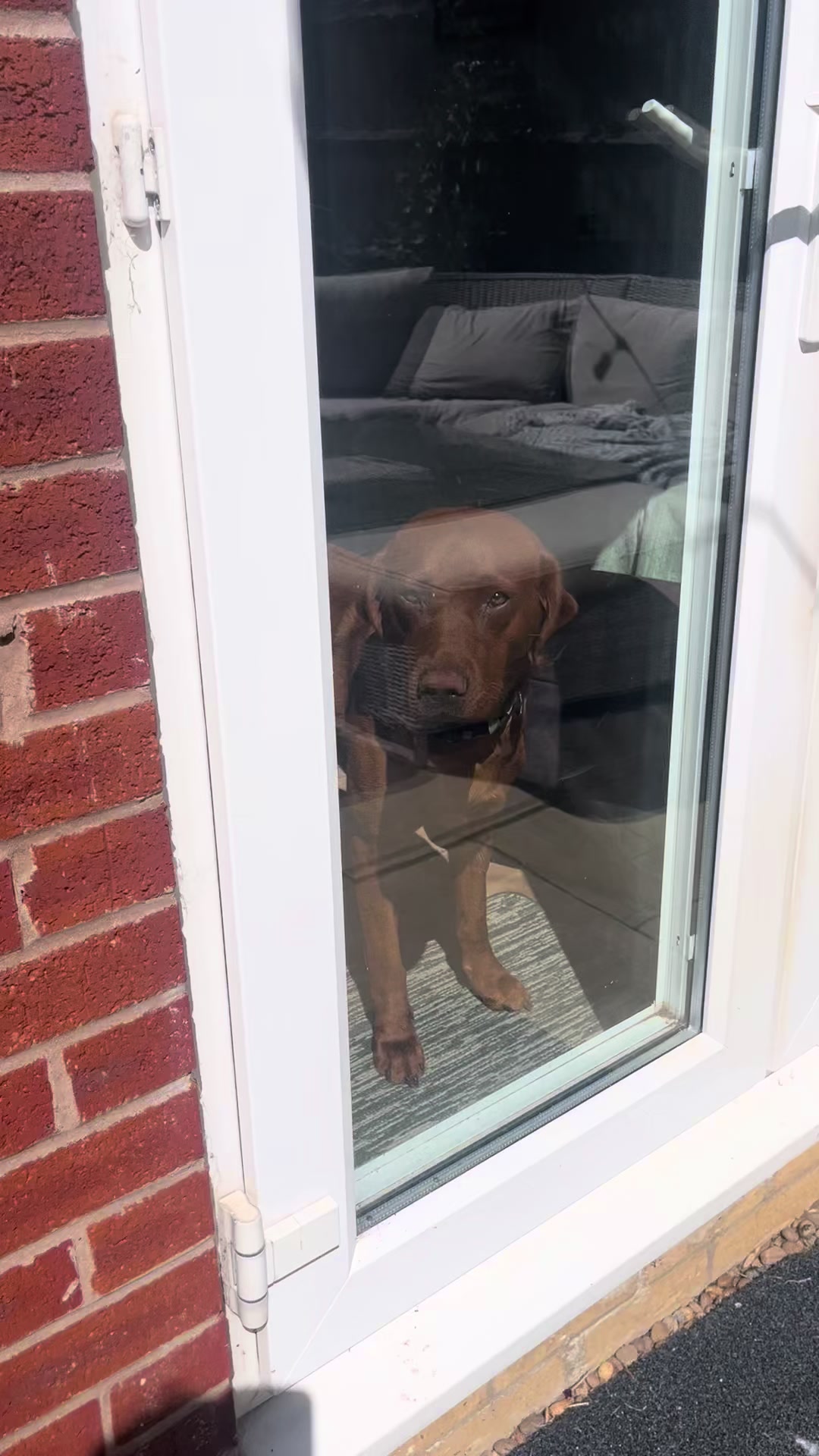 @Rolo🦮 fox red  lab🐾🧡