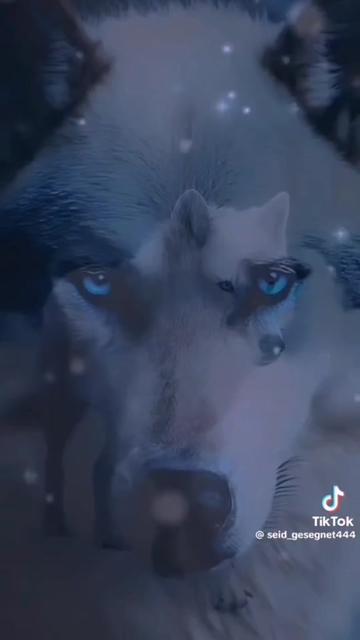 @꧁☬🐺ALEXANDER HIGGINS🐺☬꧂