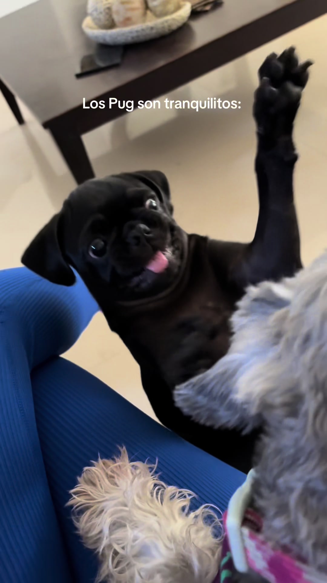 @BRUNNA PUG | PET LIFESTYLE 🐾