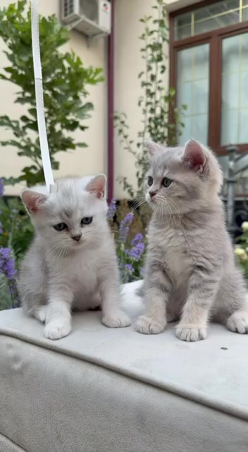 @kittens_uz