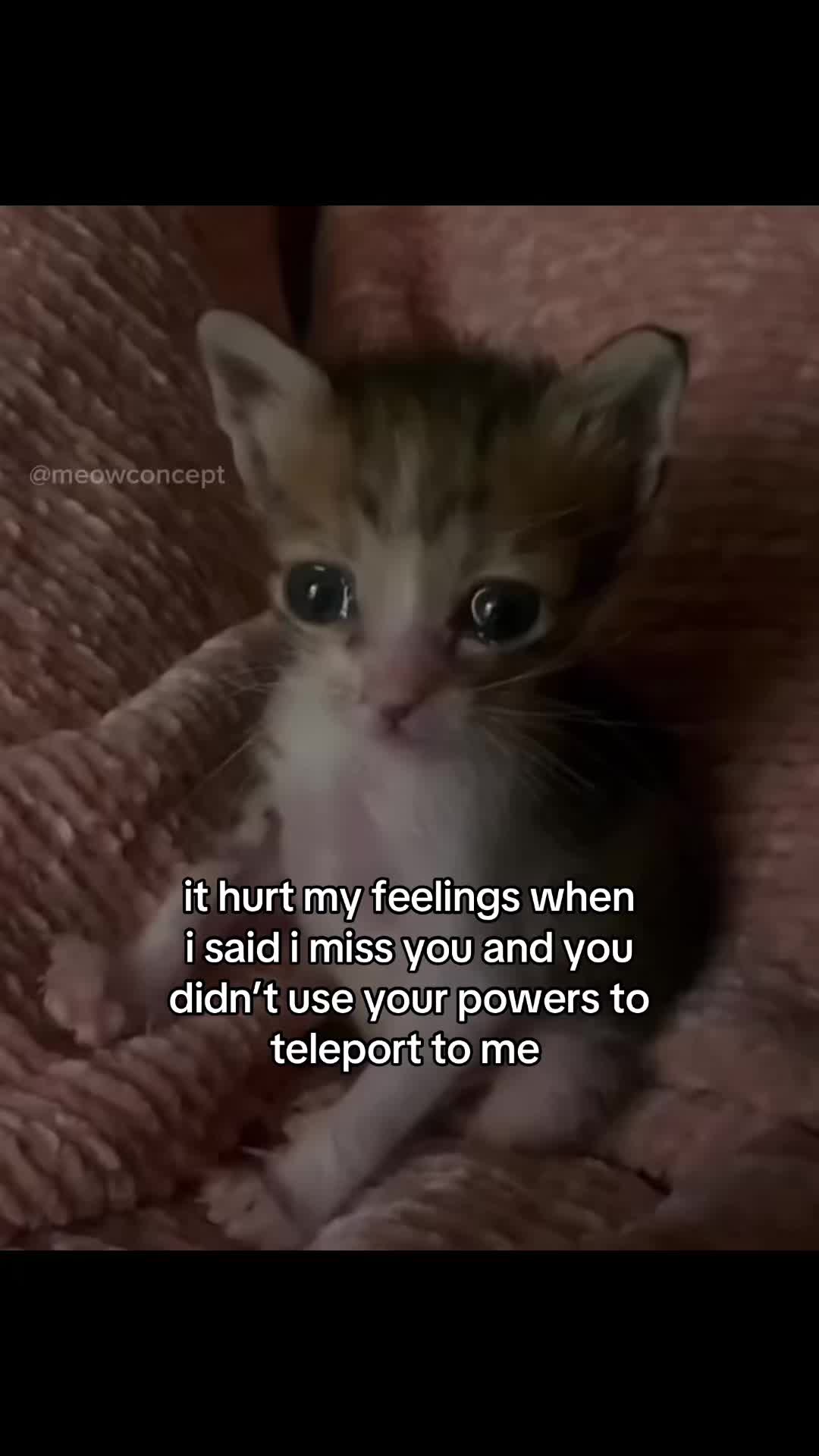 @meowconcept