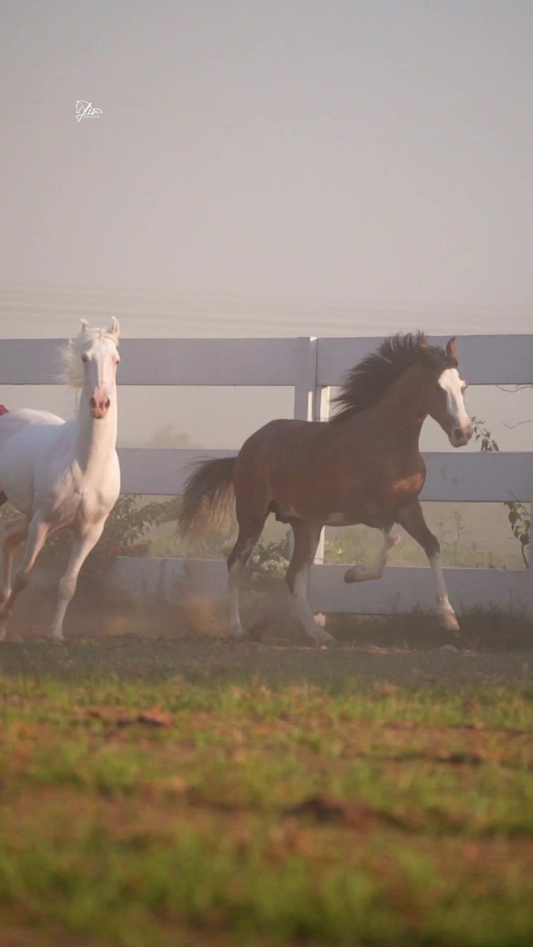 @SUNRISE STUD FARMS RAWALPINDI