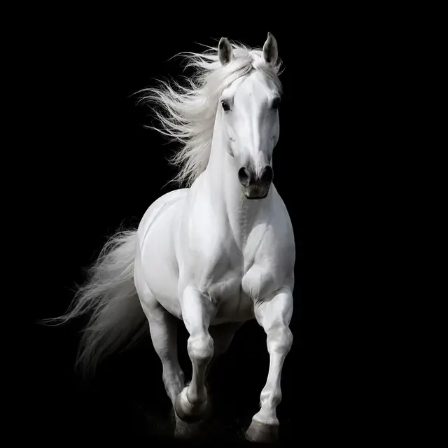 @𓆩𝐇𝐀𝐍𝐂𝐇𝐀𝐋𓆪