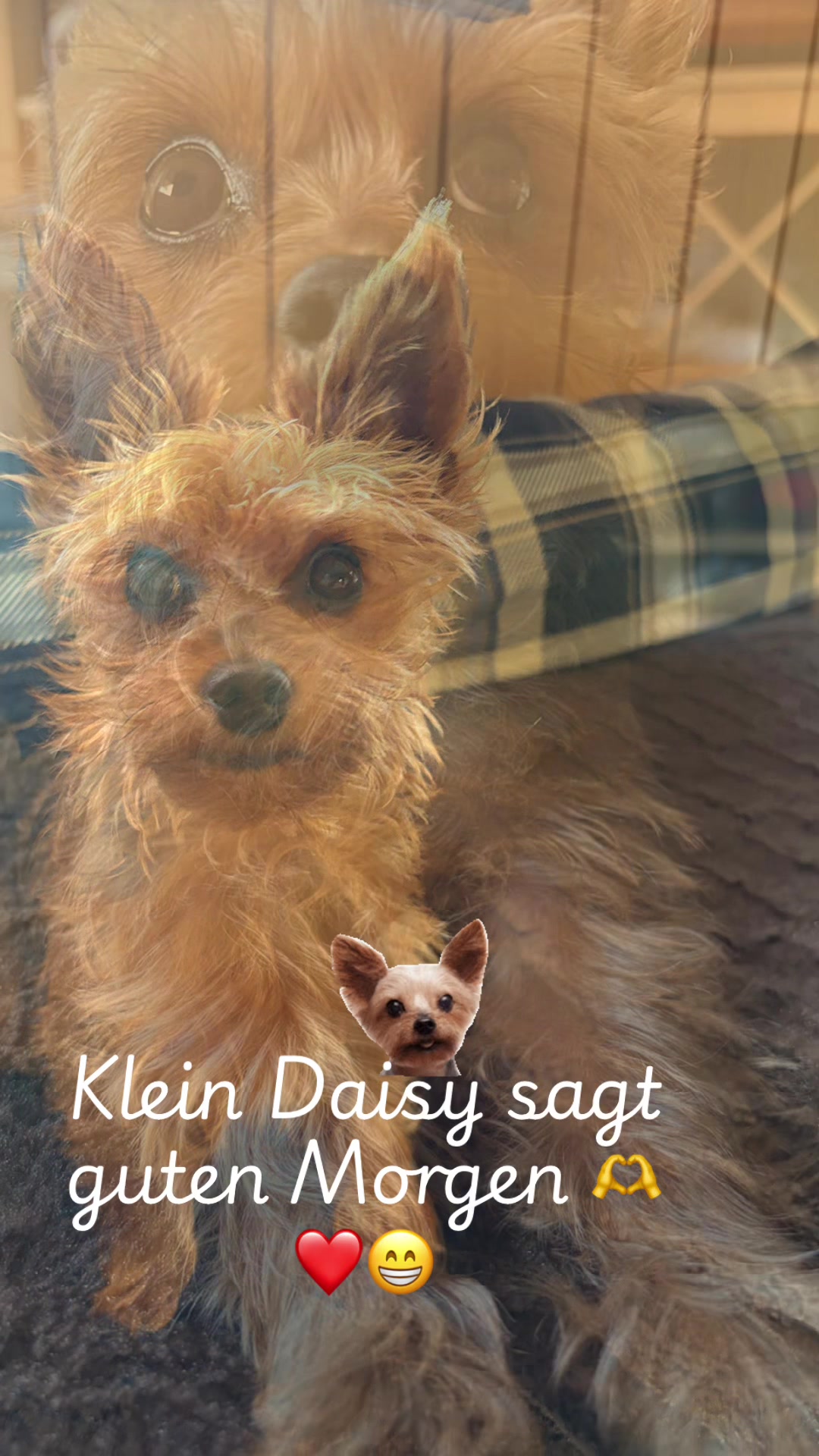 @Daisy