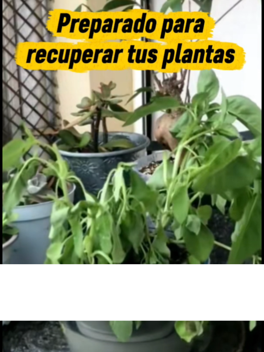 @Osshira| Jardineria y Huerto