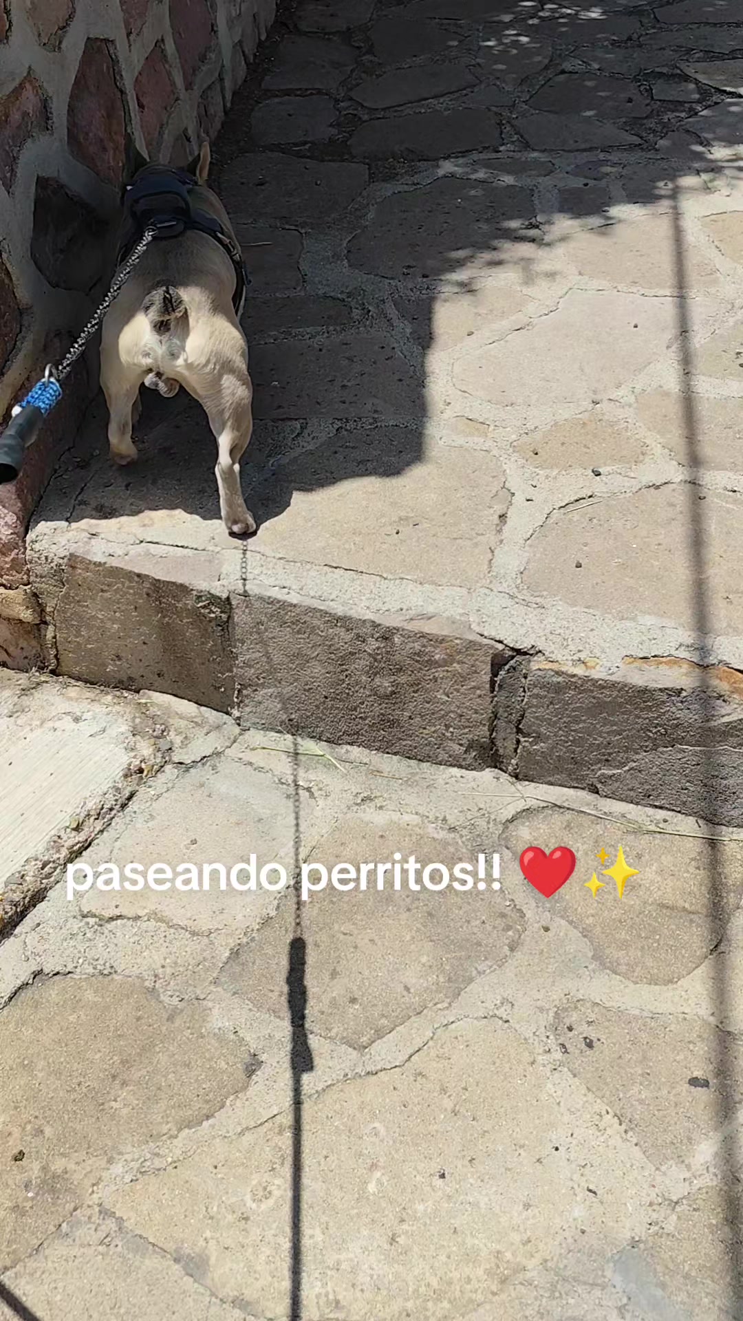 @DogWalkZacatecas♥️🐕🦺🌟