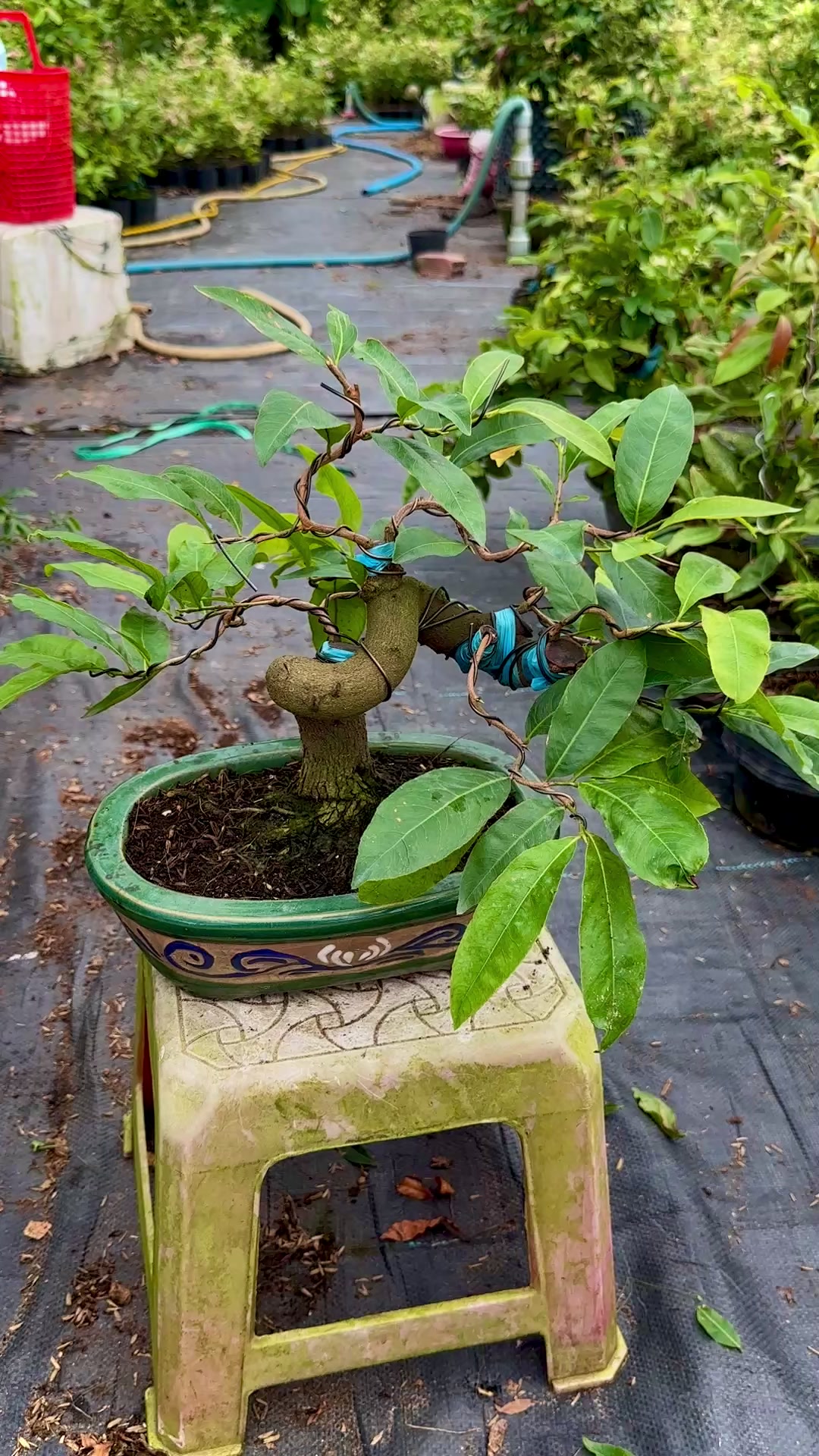 @Hồng Tr&uacute;c Mai V&agrave;ng