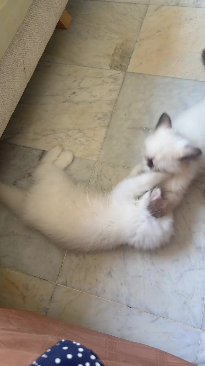 @د.إبتسام حملاوي