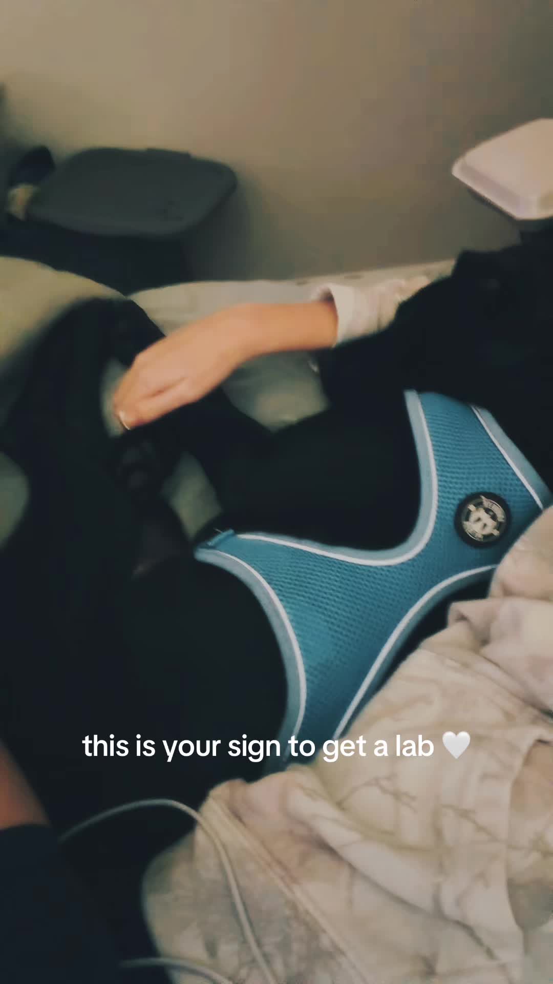 @chloegreen