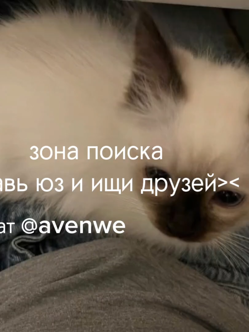 @avenew чат