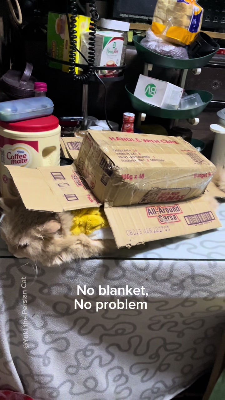 @Yuki the Persian Cat