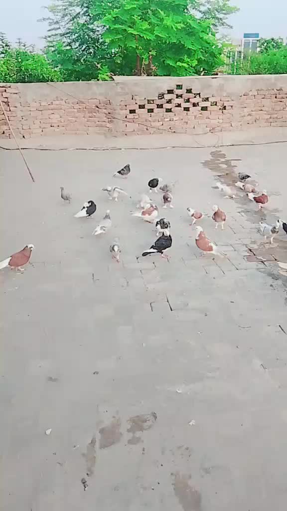 @najma 5566