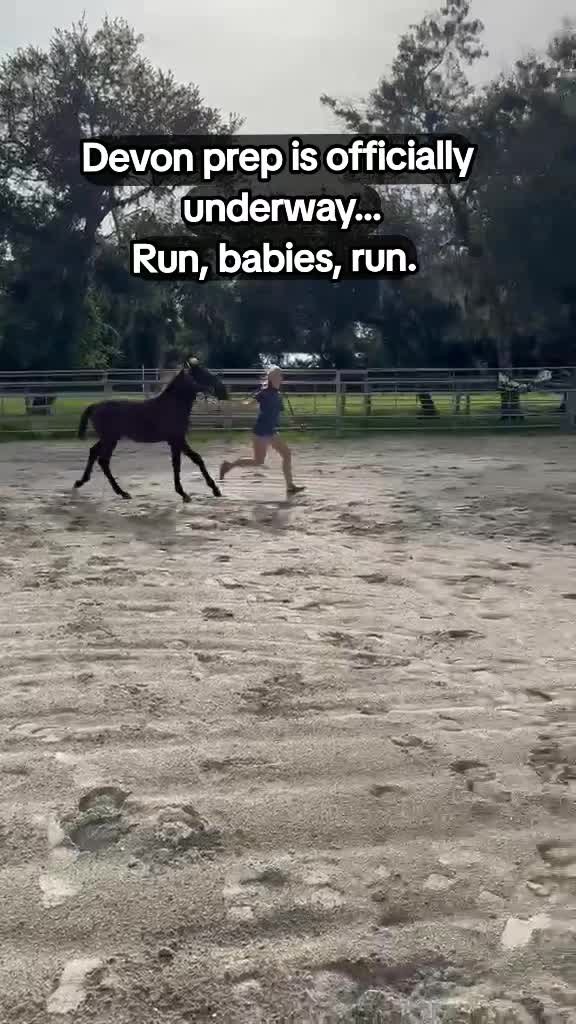 @Duyn Equine Horse Training