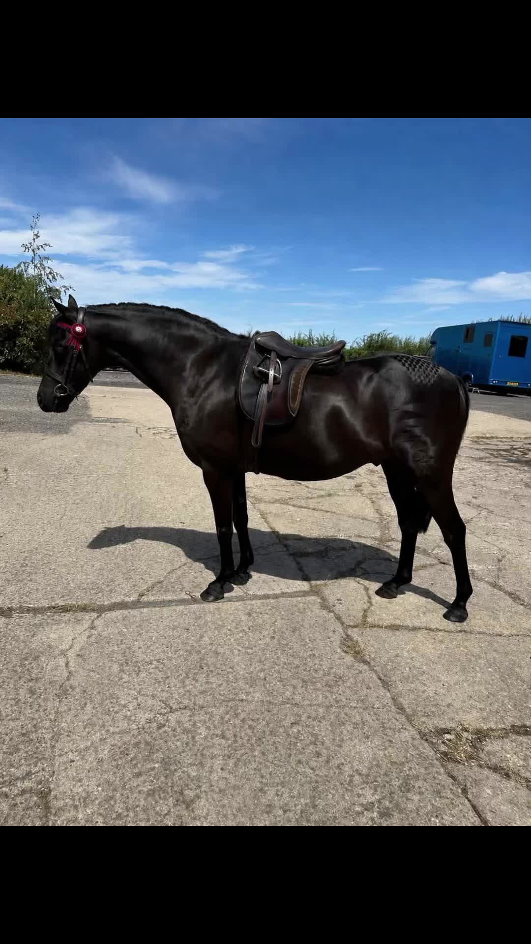 @paardplaats