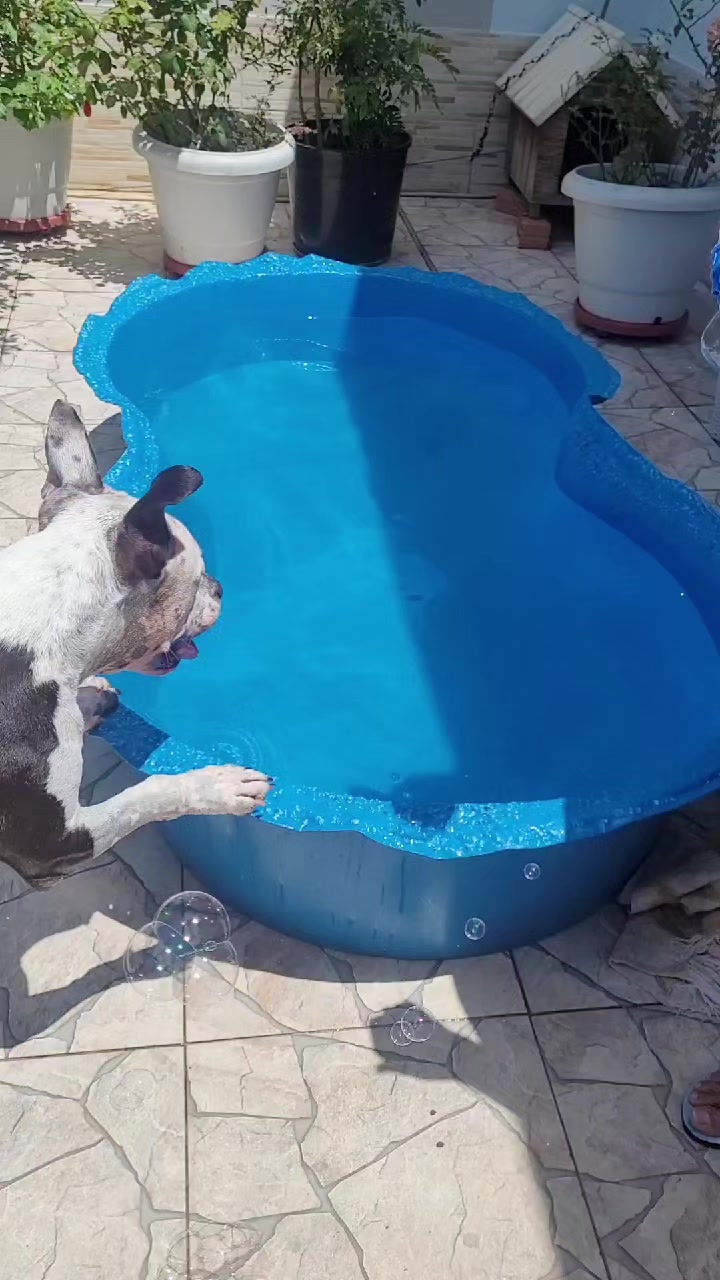 @Pittbull Brucegriebeler