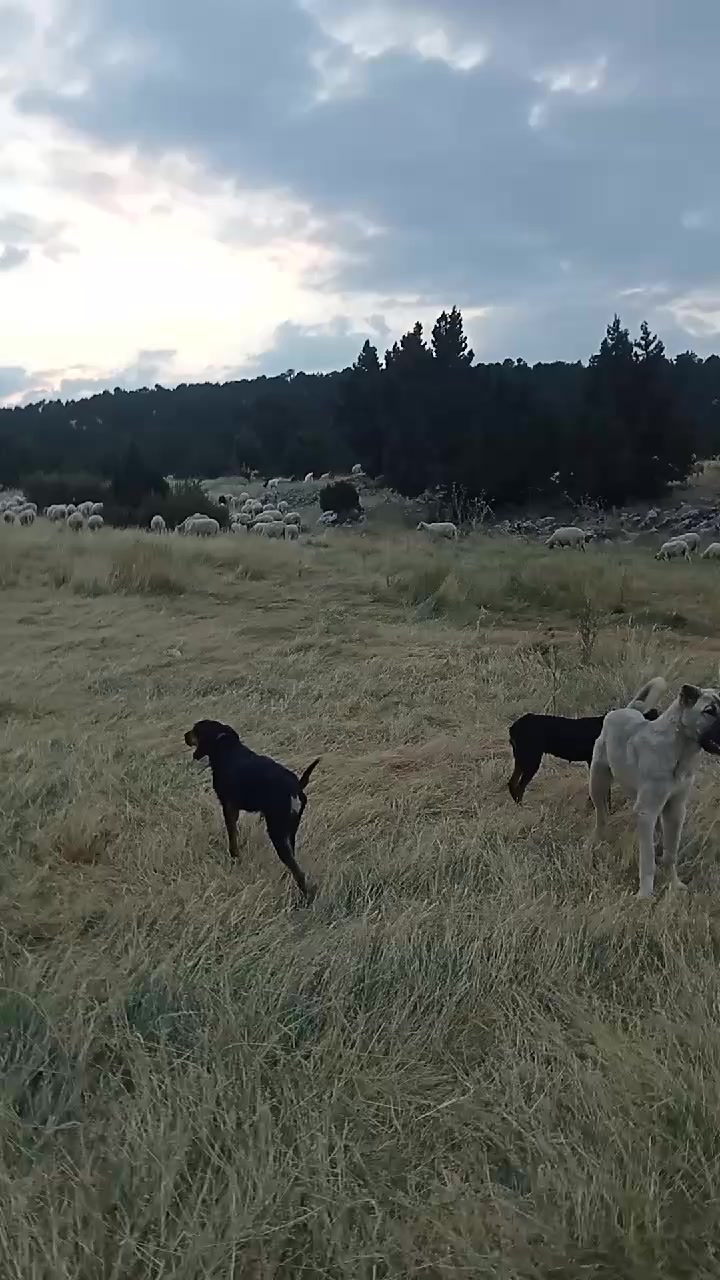 @Haşmet &Ccedil;etin