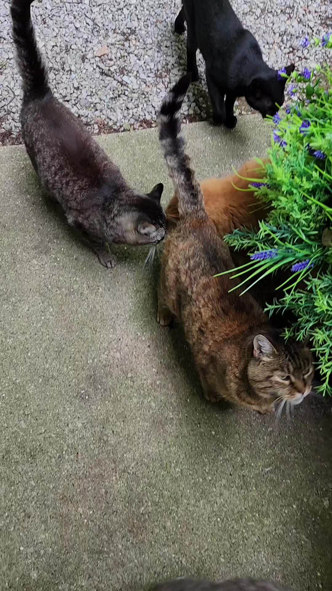 @Kitty Sanctuary