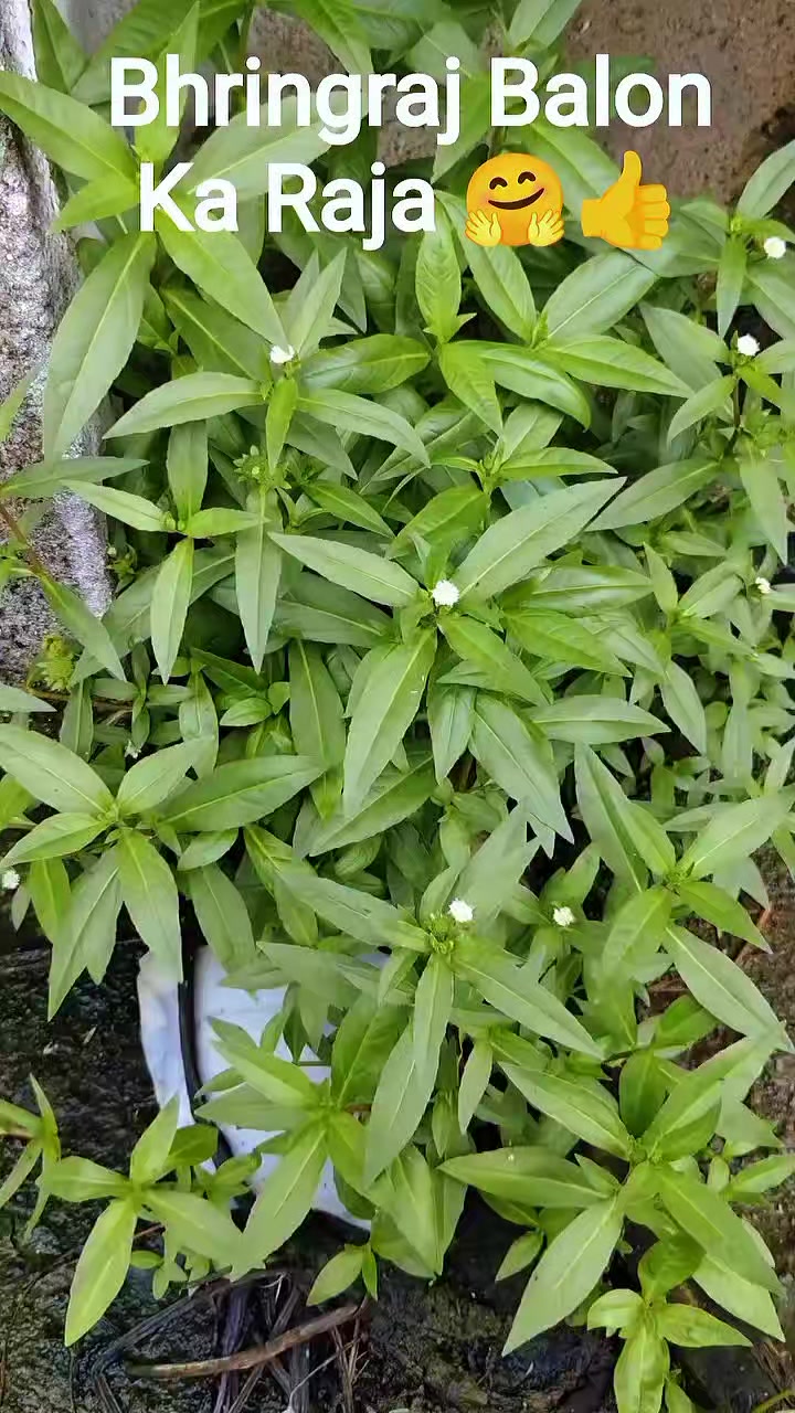 @Subhash.Talreja