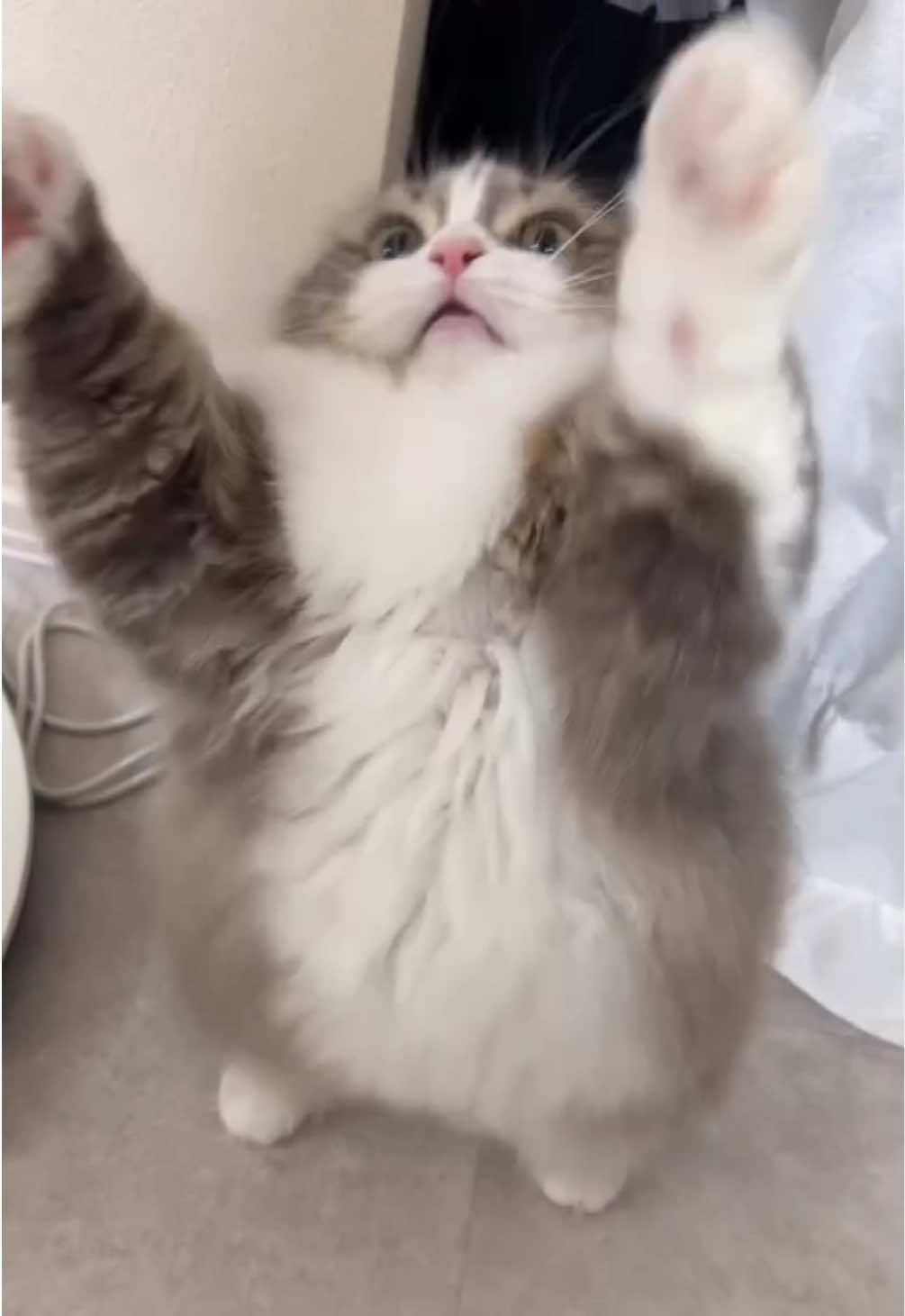 @kloutkittens
